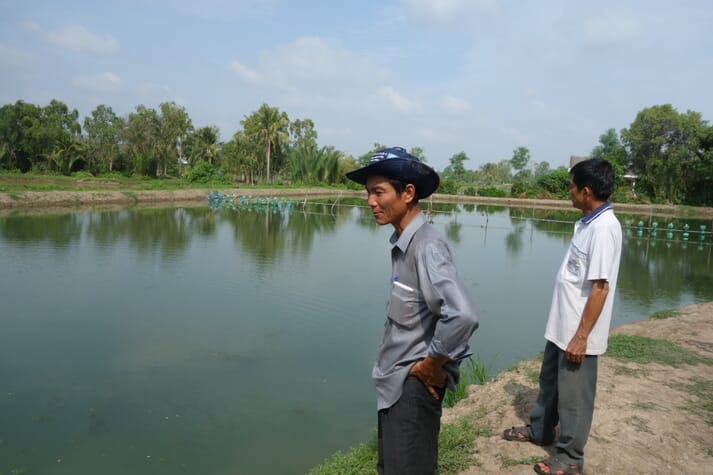 The nutritious-pond concept was trialled with whiteleg shrimp (Penaeus vannamei) in Vietnam