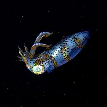 A juvenile oval squid