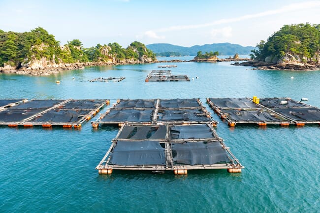 Oyster Rafts at Kujuku Island, Japan.