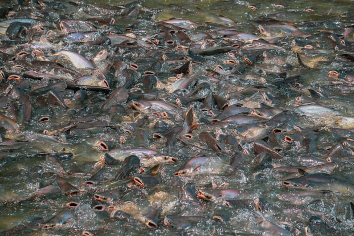 pangasius and carp swimming at the water's surface