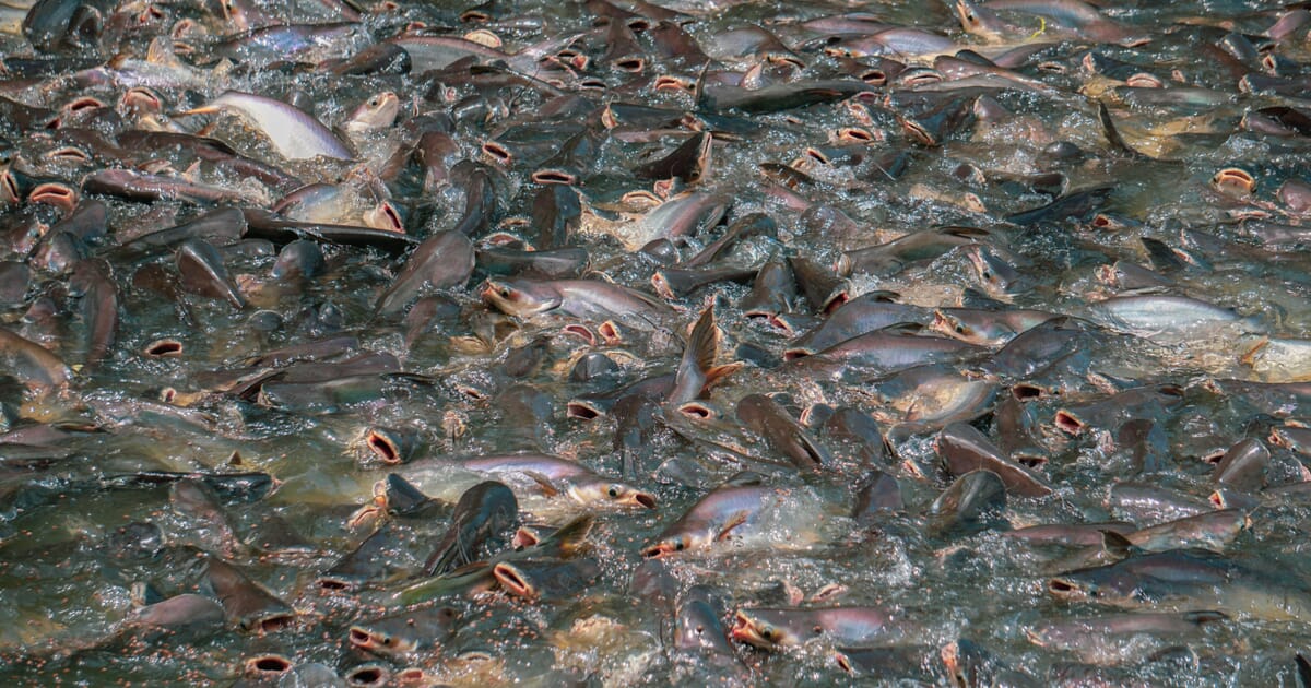 Can Bangladesh’s pangasius sector comply with sustainability ...