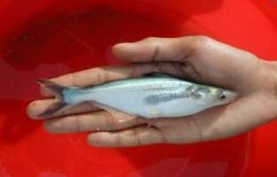 A 60-day-old pangasius fingerling