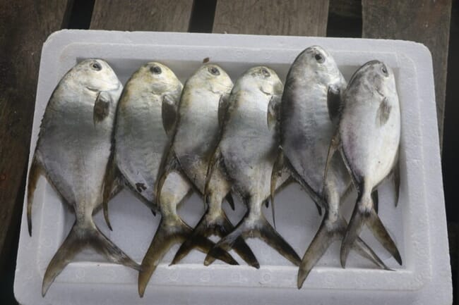 snubnose pompano