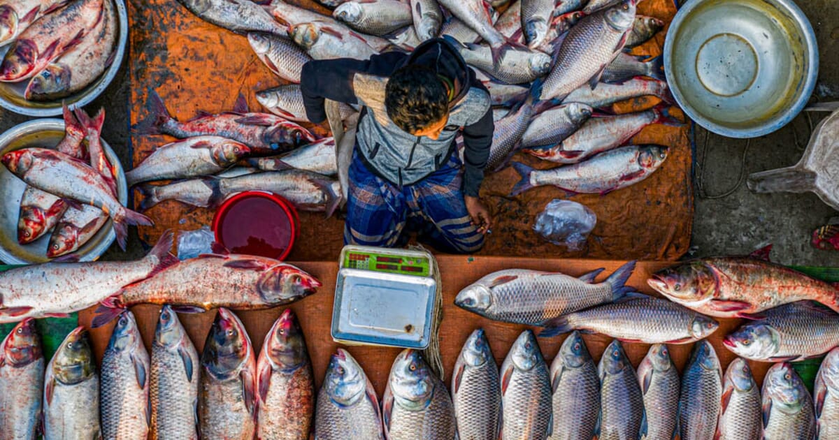 BD Fresh Fish