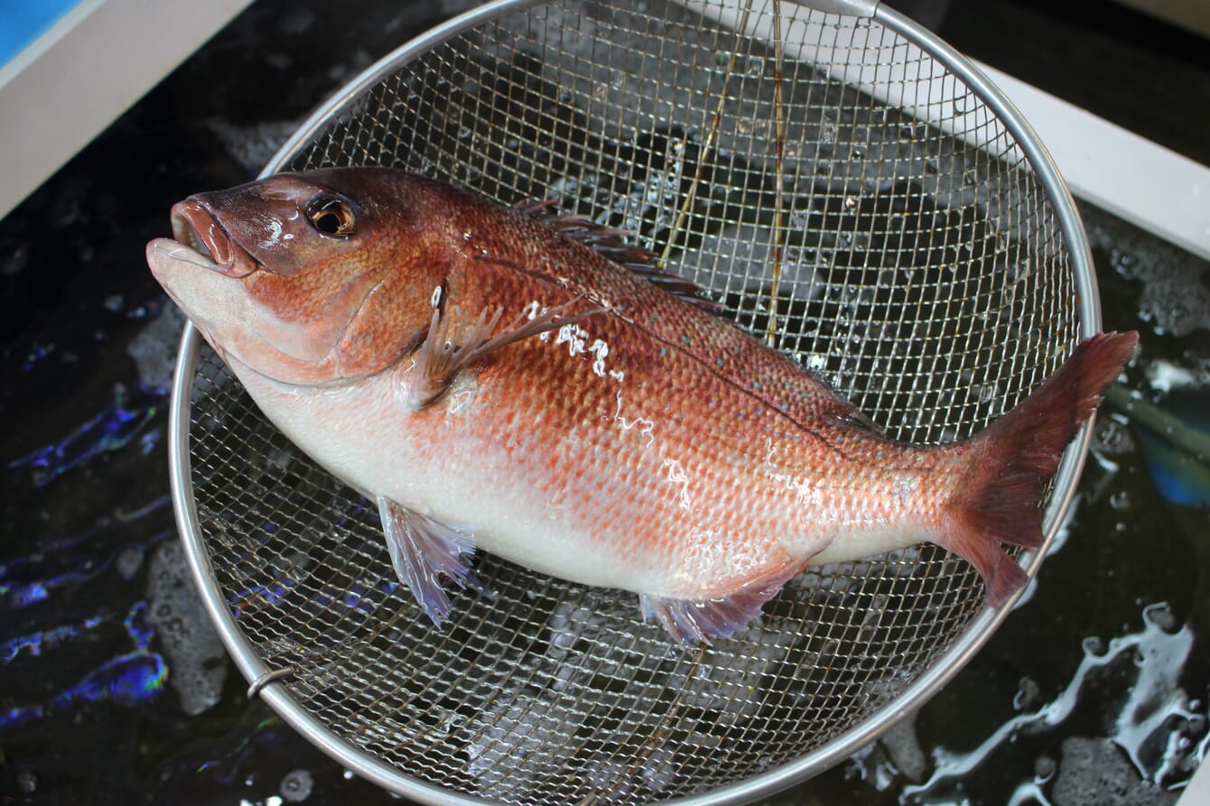Red sea bream caught in a net