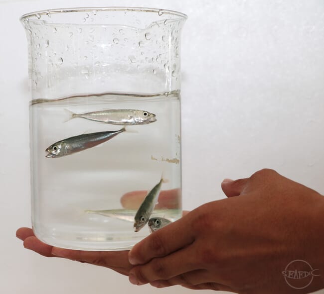 person holding a jar full of fish fingerlings