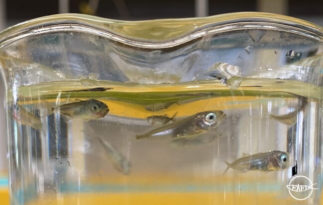 fish fingerlings in a jar