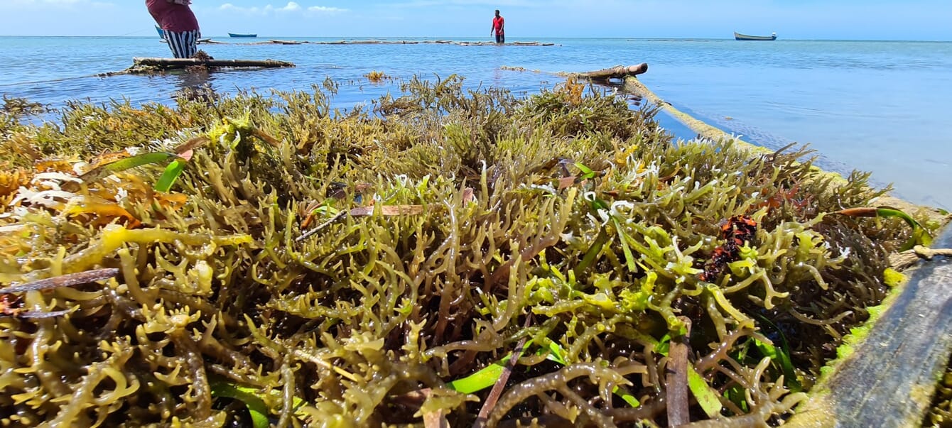A close up of seaweed being cultivated in India.