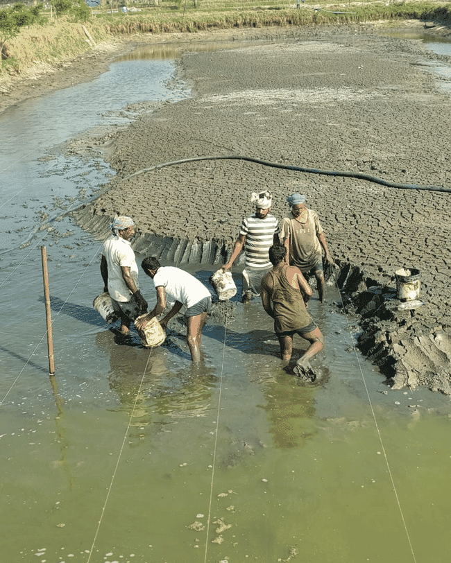 A group of workers removing sludge from a shrimp pond in India.
