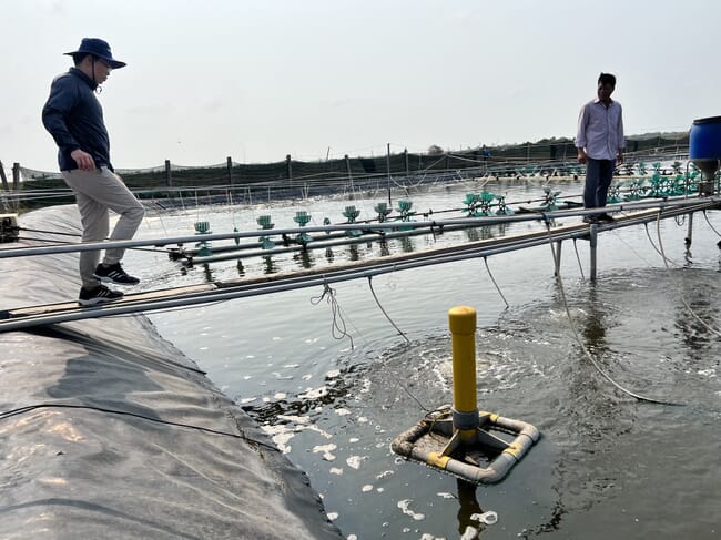 Man walking over a bridge over a shrimp pond