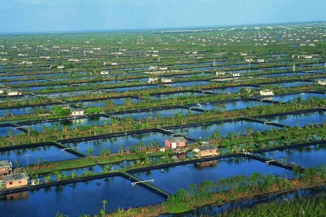 Integrated shrimp farm in Indonesia