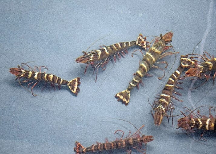 SEAFDEC stocks up on tiger shrimp broodstock The Fish Site