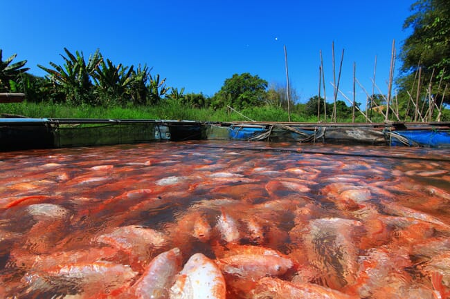 outdoor tilapia ponds