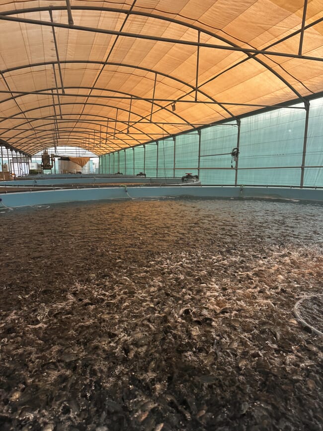 Inside a tilapia ras farm in Saudi Arabia.