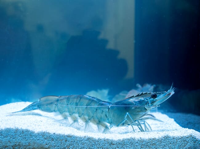 A shrimp in a tank.