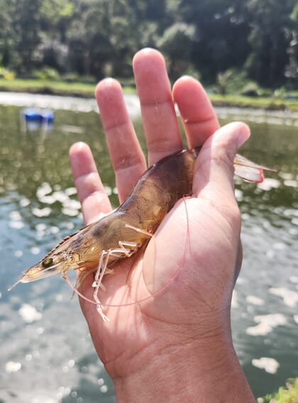 Mão segurando camarão