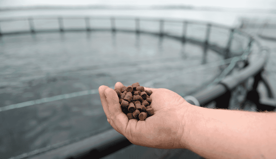 Why fish oil alternatives are more important than fishmeal alternatives