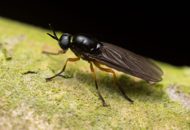 A black soldier fly.