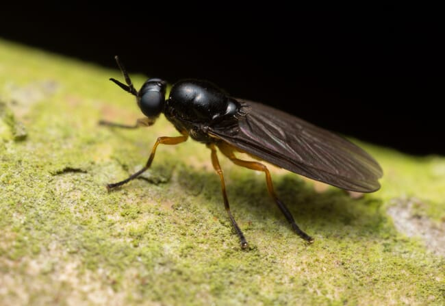 Black soldier fly