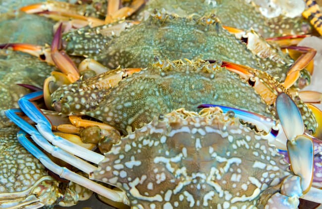 blue crabs on the shore