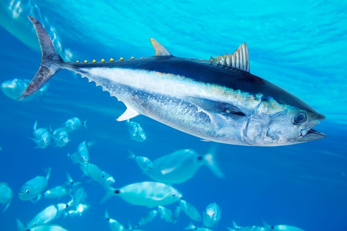 Next tuna aims to produce Atlantic bluefin tuna in RAS facilities