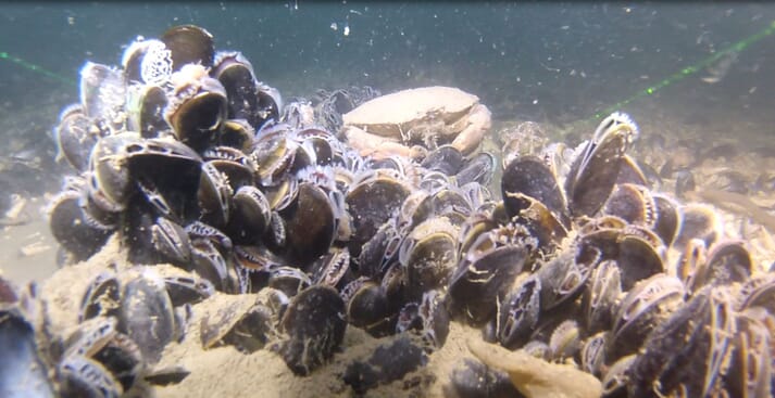 Brown crabs thrive in habitats provided by mussel clumps