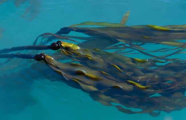 A frond of kelp under the water.