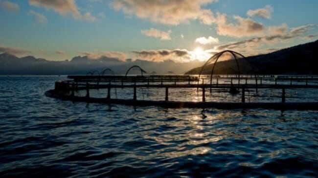 Nearshore salmon cages