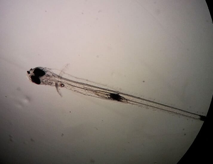 Malapterus reticulatus larvae