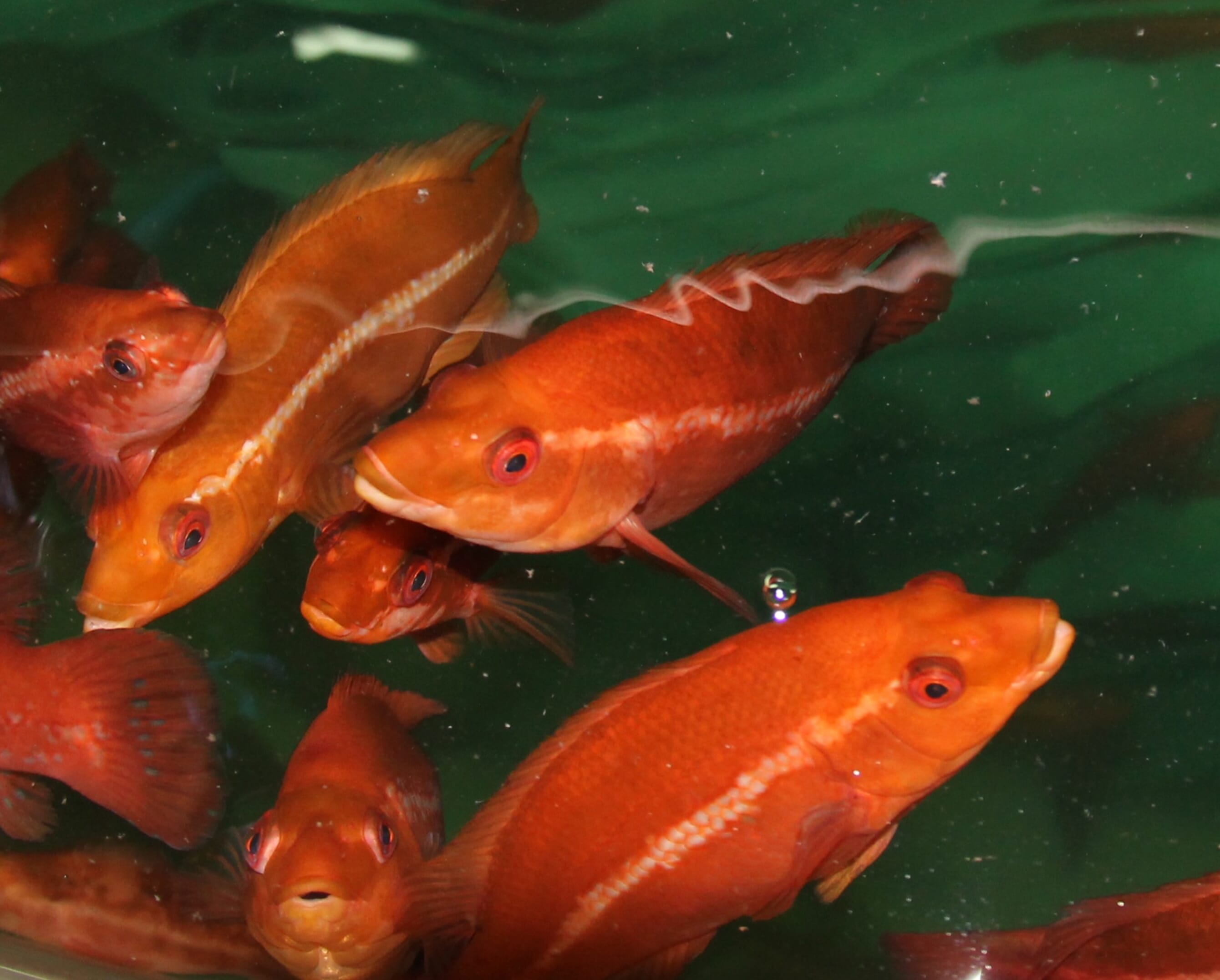 Improving the performance of cleaner fish in salmon aquaculture The Fish Site