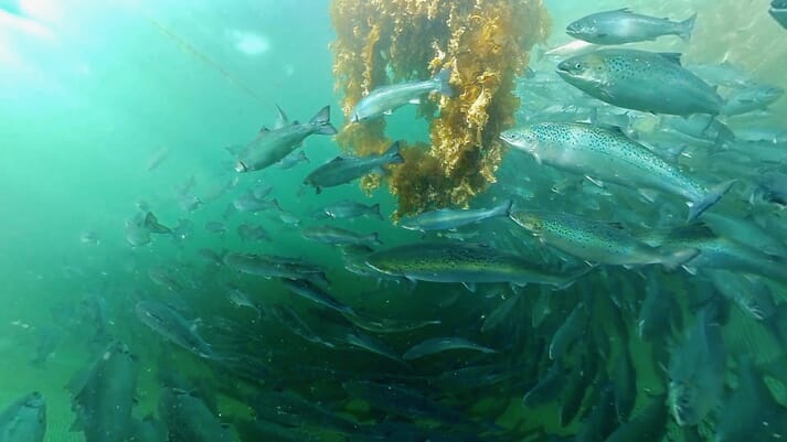 fish swimming in a kelp ring