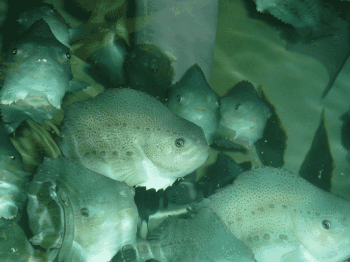 Lumpfish are used to help tackle sea lice in salmon farms - parasites that cost the Scottish industry as much as £40 million a year