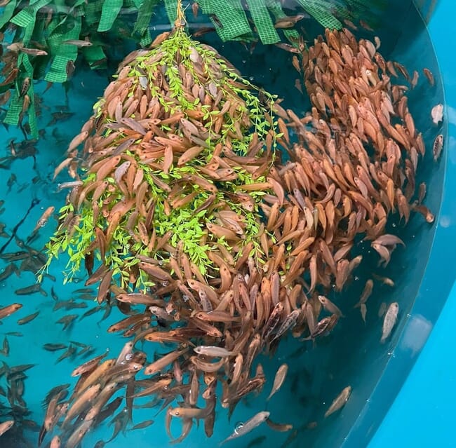 Farmed wrasse in a large blue fish tank.