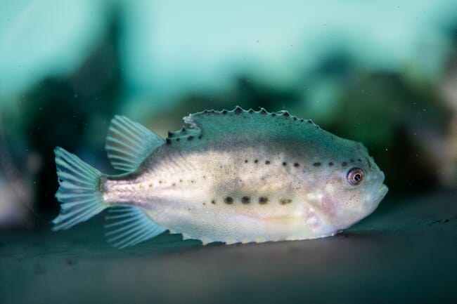 Um peixe-lapa juvenil