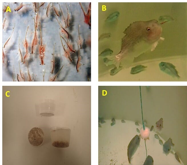 Image 1 (A) Live adult artemia; (B) artemia being fed to juvenile lumpfish; (C) frozen sea lice blocks used in the study and (D) frozen sea lice being fed to juvenile lumpfish