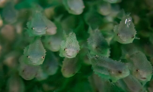 a group of lumpfish in a fish tank.