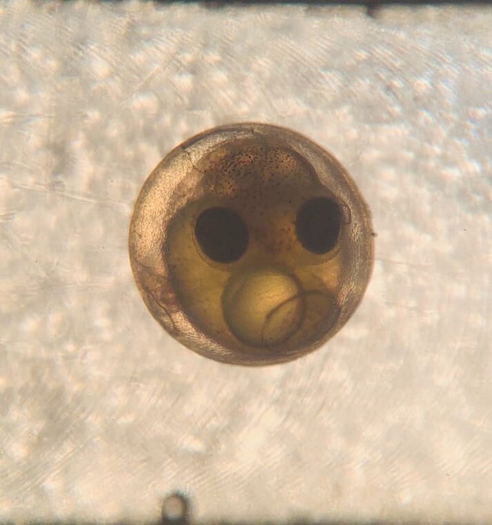 A lumpfish embryo
