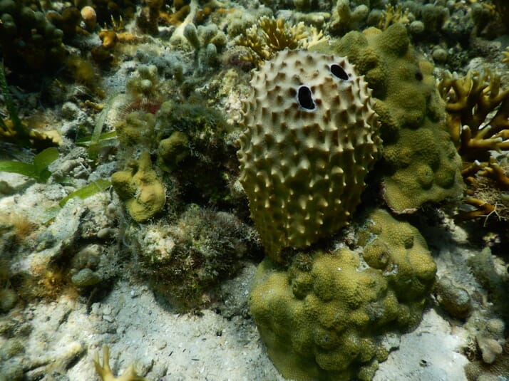 How sponges adapt to climate change The Fish Site