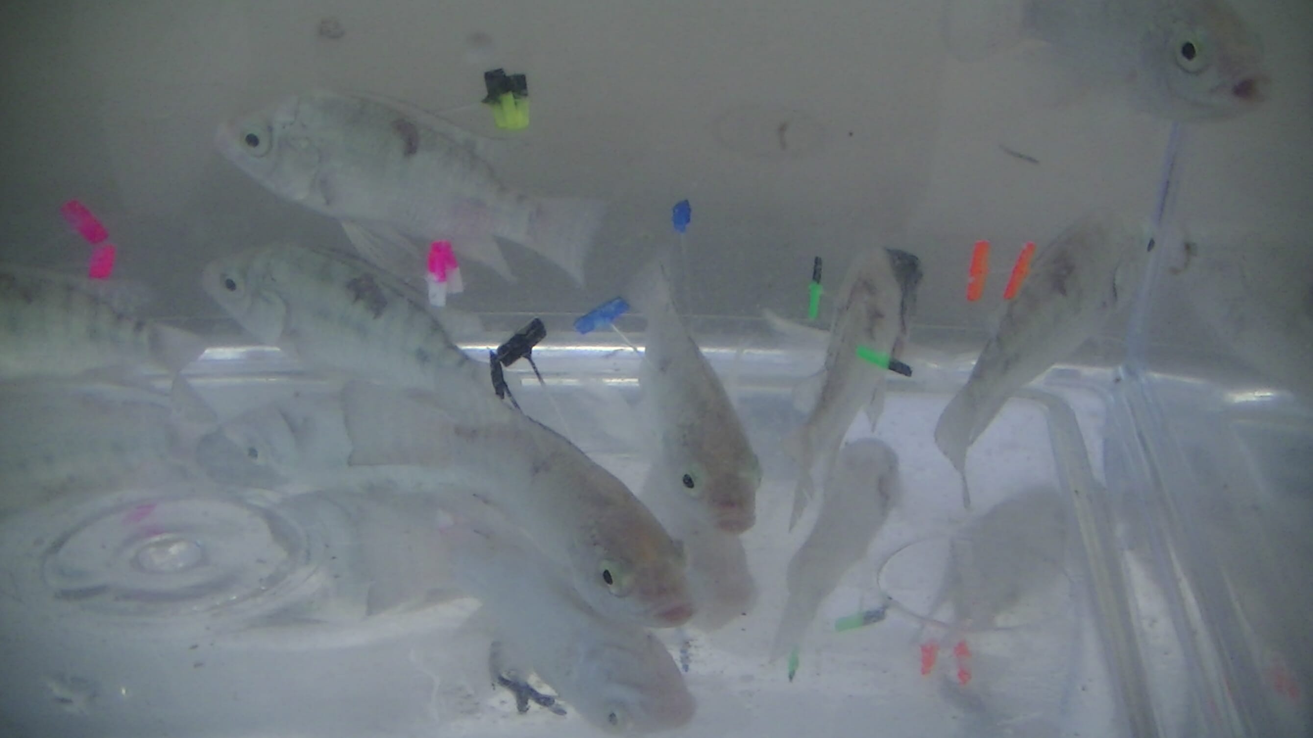 The pros and cons of tagging farmed fish The Fish Site