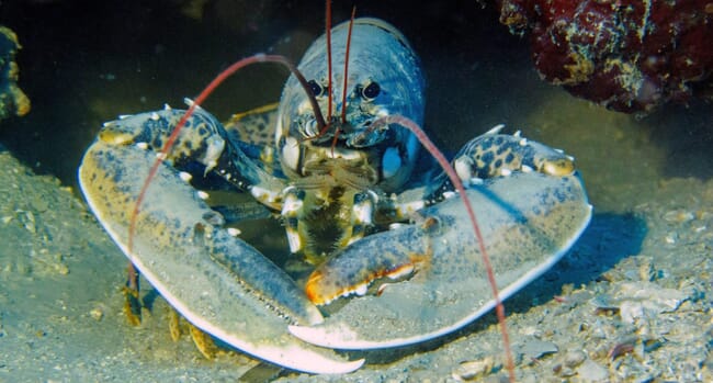 Lobster hiding under a rock