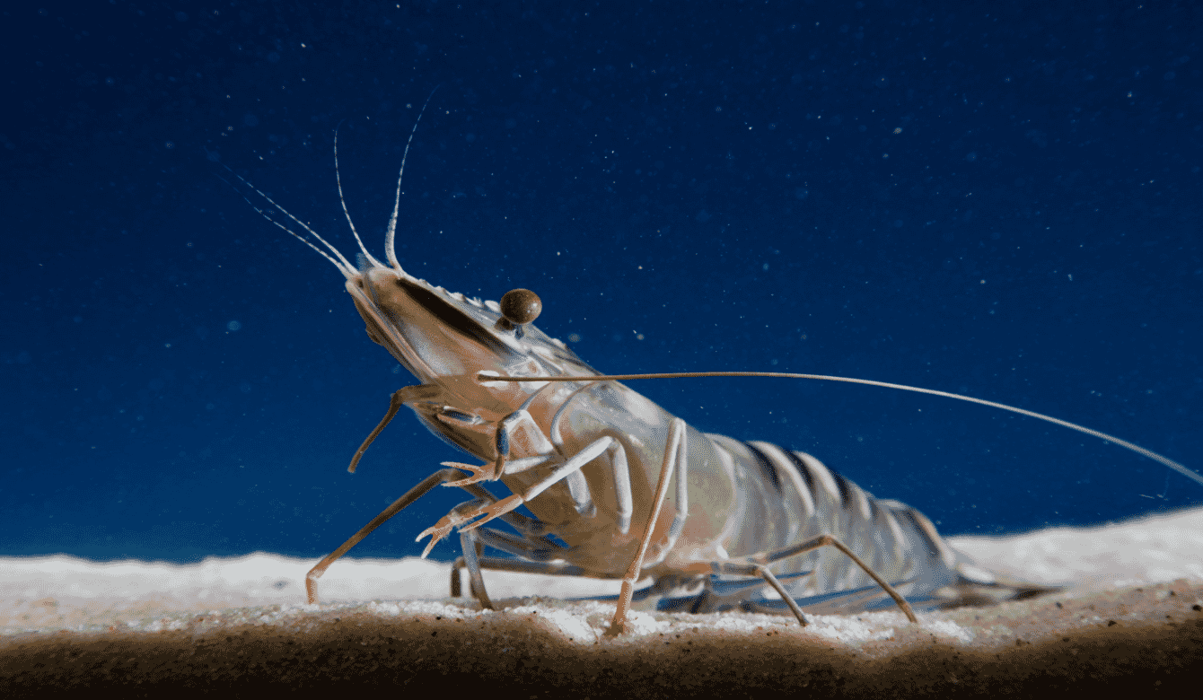 A high-resolution close up of a shrimp in a tank.