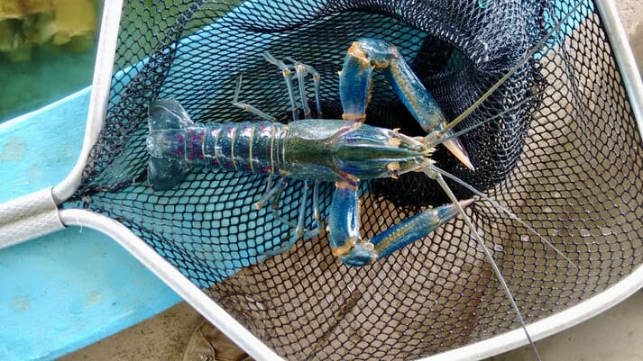 Red clawed crayfish are harvested at 100g