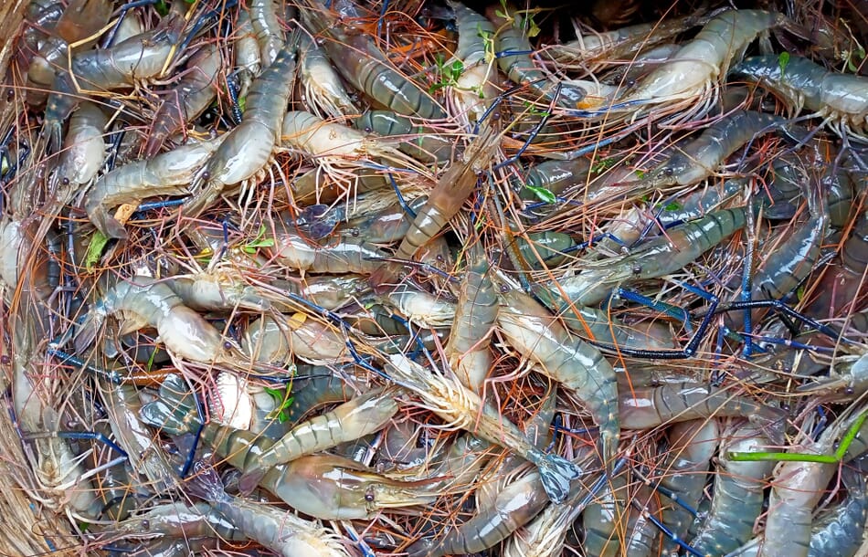 Giant river prawns: a fresh hope for Bangladesh’s aquaculture sector ...