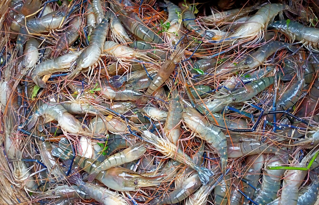 Giant river prawns from Bangladesh.