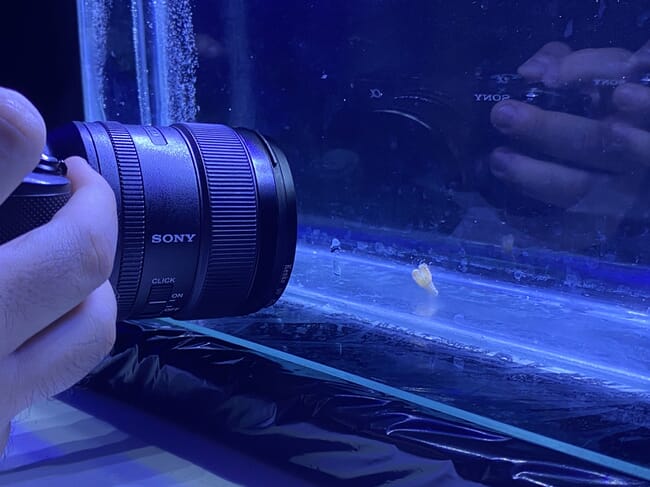 A camera pointing at a juvenile lobster in a tank.