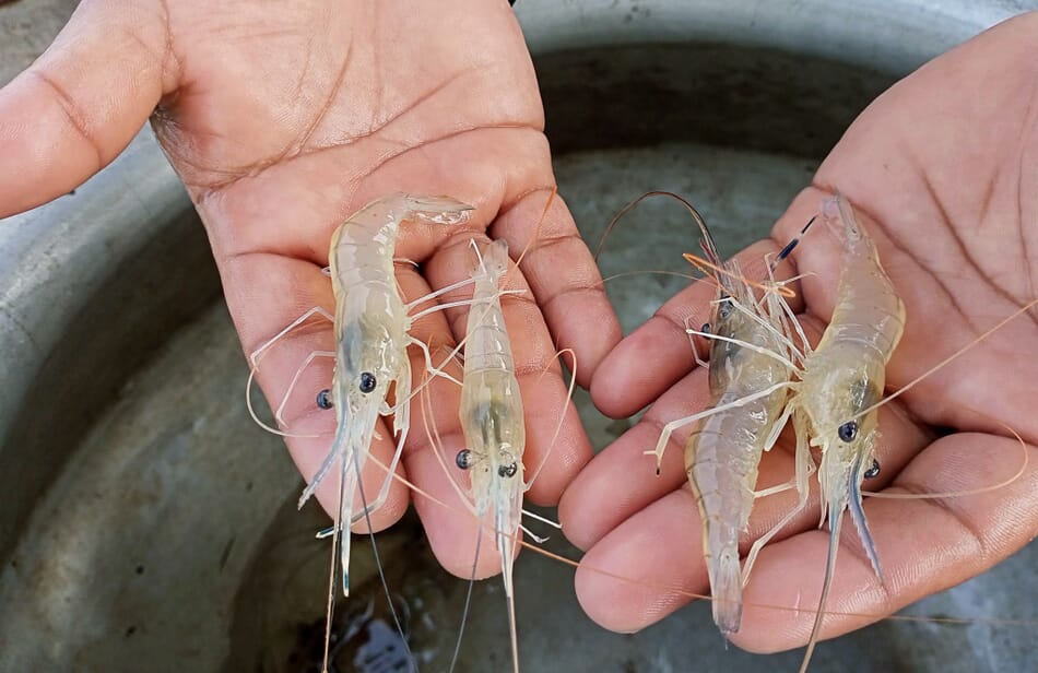 Giant river prawns: a fresh hope for Bangladesh’s aquaculture sector ...