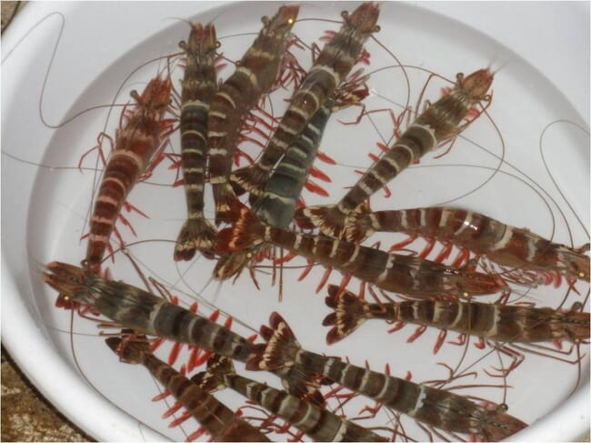 Black tiger shrimp in a container