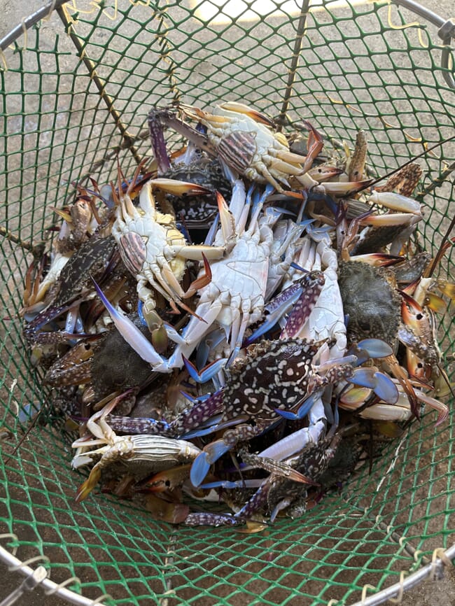 A bucket of blue crabs.