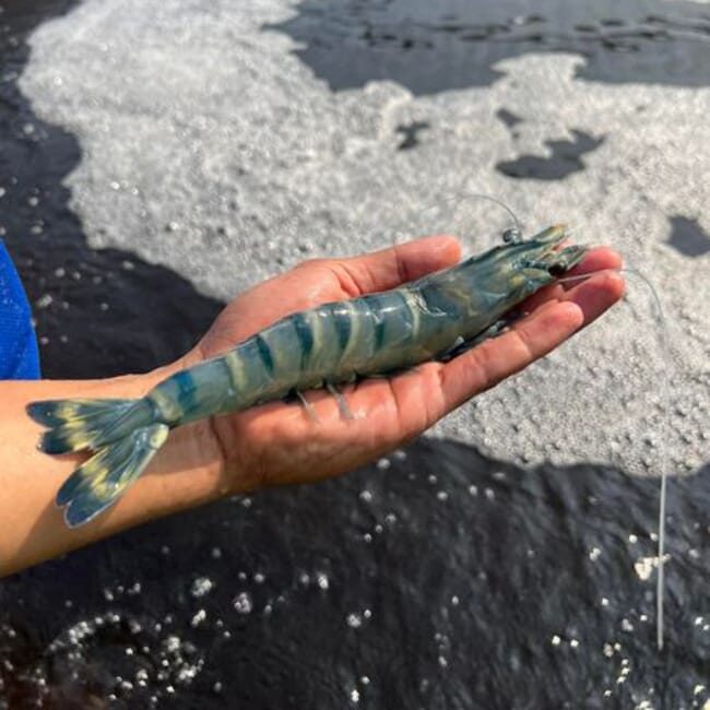 a captive raised prawn is held in a hand above water