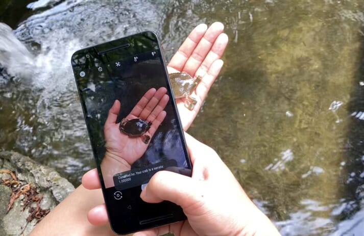 The Crabifier app in action: it can swiftly differentiate the species of mangrove crab, in real time